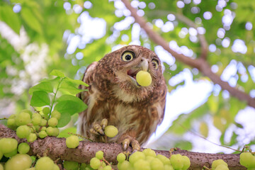 The little owl with the star gooseberry.