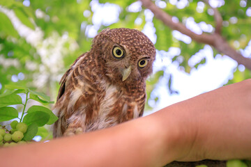 The little owl with the star gooseberry.
