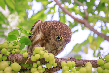 The little owl with the star gooseberry.