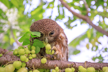 The little owl with the star gooseberry.