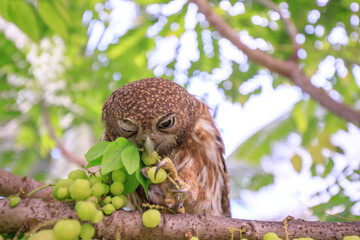 The little owl with the star gooseberry.