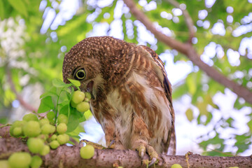 The little owl with the star gooseberry.