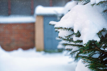 Snow-covered evergreen tree branches in a winter landscape, with soft snowfall creating a serene atmosphere and blurred background of a rustic building, evoking a peaceful seasonal scene