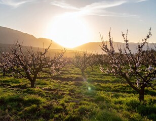 Golden hour sunset over blooming fruit tree orchard with mountains