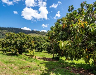 Avocado trees in a sunny orchard with mountains and blue sky