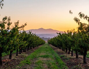 Scenic fruit orchard at sunset with distant mountains