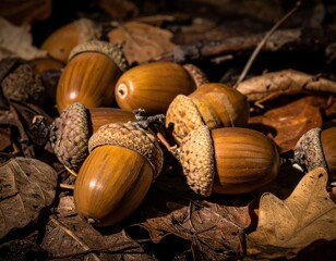 Autumn Acorns and Fallen Oak Leaves on Forest Floor