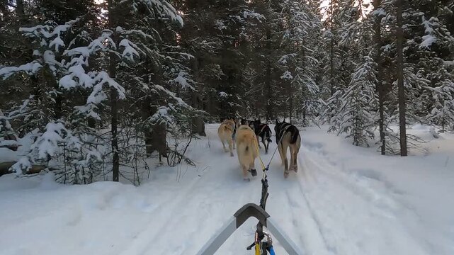A dynamic rear-view shot of a team of Alaskan Huskies pulling a sled through deep snow on a trail near Mount Lorne, Yukon, Canada, during a winter tour
