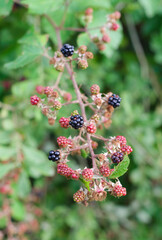 ripe and unripe blackberries on a branch