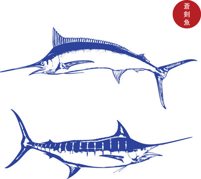 Blue marlin fish vector, swordfish illustration, sport fishing logo, ocean predator graphic, big game fish art, seafood emblem, nautical vintage design, marine life drawing.
