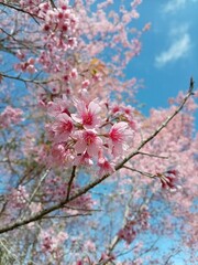 Beautiful pink cherry blossoms bloom on the branches under a clear winter sky in the gardens of Thailand, specifically in Phu Hin Rong Kla and Phu Lom Lo National Parks.