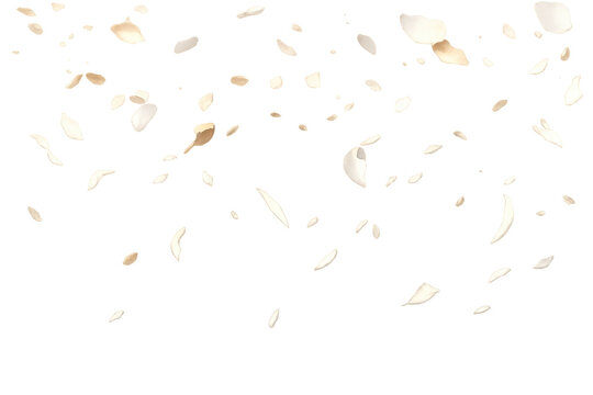 Falling white and gold petals creating a romantic wedding celebration, transparent background for overlay