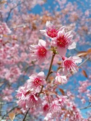 A close-up of blooming pink cherry blossom petals on a sakura tree branch signifies the beauty of nature during the spring season