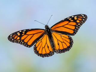 Fototapeta premium A majestic monarch butterfly with striking orange and black wings suspended mid-flight against a soft, blurred sky