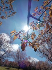 Bright autumn landscape with colorful trees and falling leaves in a peaceful park and forest under a blue sky