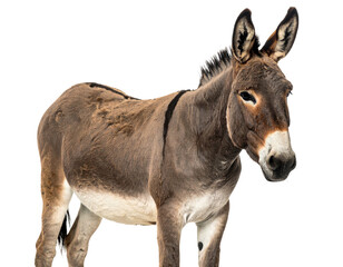 A close-up, studio-shot of a brown donkey with a white muzzle, isolated on a transparent background