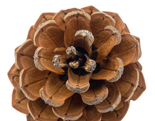 Overhead perspective captures a detailed pine cone with warm brown hues