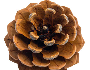A close-up shot showcasing the intricate details of a brown pine cone, isolated against a black background
