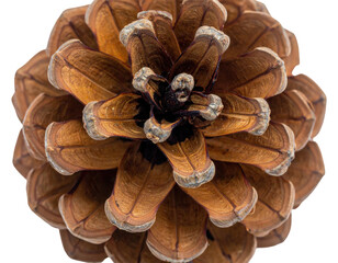 Close-up view of a detailed, symmetrical pine cone with brown and tan scales