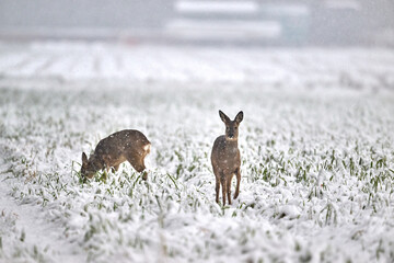 roe deer in the snow © Duvekot Fotografie
