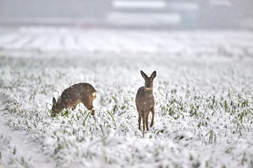 Fototapeten Rehe roe deer in the snow  © Duvekot Fotografie