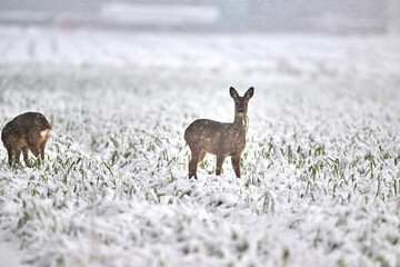 roe deer in the snow © Duvekot Fotografie