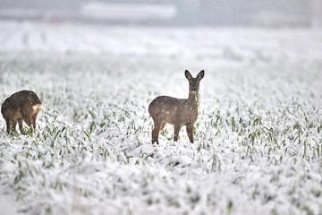 Fototapeten Rehe roe deer in the snow  © Duvekot Fotografie