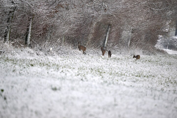 roe deer in the snow © Duvekot Fotografie