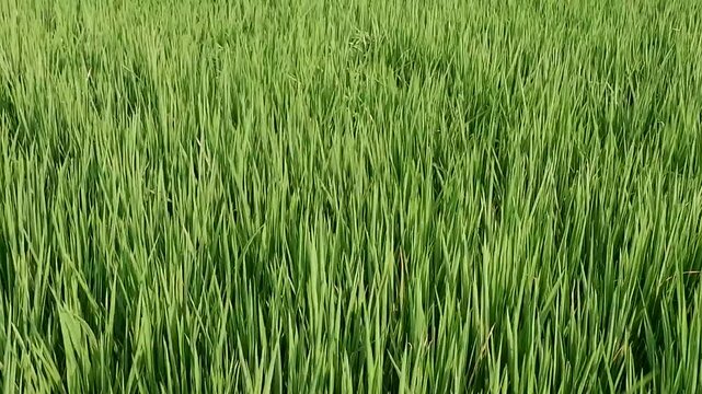 Lush Green Rice Field With Narrow Pathway Through Vibrant Tall Plants