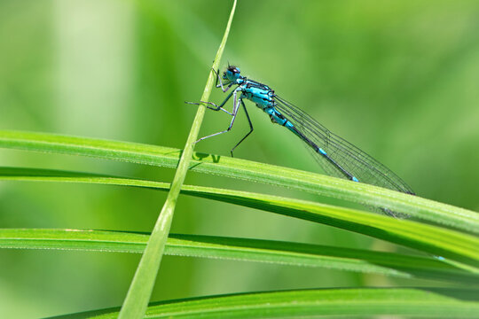 Coenagrionidae. blue dragonfly on a green leaf. A dragonfly with big eyes close-up sits on a green leaf of a river plant. natural blurred green background. macro of a insect. in nature - Powered by Adobe