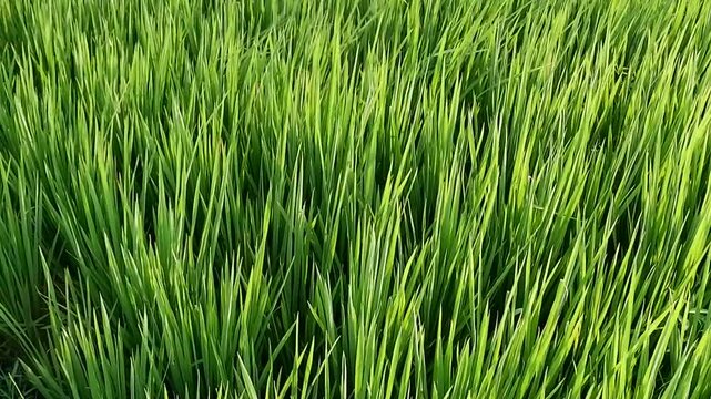 Lush Green Rice Field With Narrow Pathway Through Vibrant Tall Plants