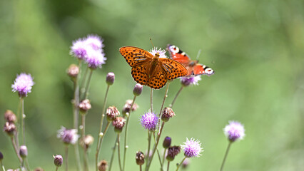 Polygonia c-album. butterfly with orange wings with black dots, on meadow flower Cirsium vulgare. butterfly close-up. nature in summer. beautiful butterfly collects nectar from a wild plant. macro © Oleksandr Filatov
