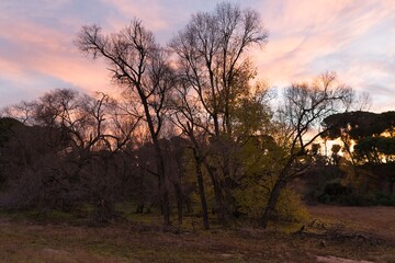 Sunset behind trees in a natural area with a colorful sky in the evening