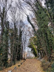 Path through trees with fallen leaves on a cloudy day in an outdoor area during autumn