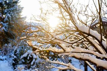 Snow-covered branches of a tree glisten in the sunlight, creating a serene winter landscape with soft white snow and a warm glow in the background, evoking a peaceful atmosphere