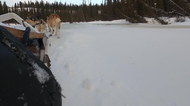 A dynamic rear-view shot of a team of Alaskan Huskies pulling a sled through deep snow on a trail near Mount Lorne, Yukon, Canada, during a winter tour