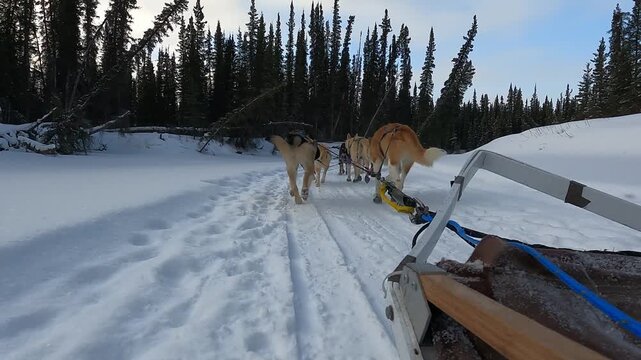 A dynamic rear-view shot of a team of Alaskan Huskies pulling a sled through deep snow on a trail near Mount Lorne, Yukon, Canada, during a winter tour