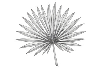 Fototapeta premium Tropical botanical palm leaf drawing illustrating nature foliage, original hand drawn sketch art on transparent background