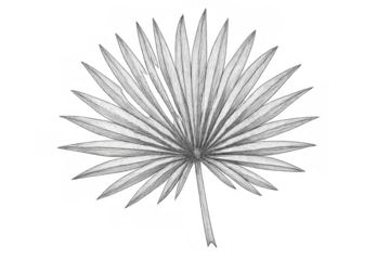 Tropical botanical palm leaf drawing illustrating nature foliage, original hand drawn sketch art on transparent background