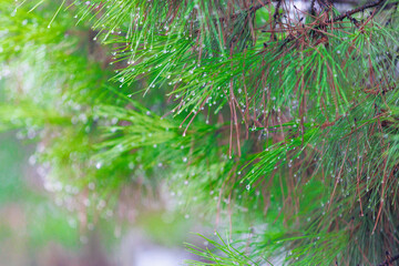 Fototapeta premium Macro shots of pine branches with dew drops or morning dew highlight the freshness of nature, the bokeh effect, and green color. Ideal for morning dew, forest macro, and nature closeup themes. pine n