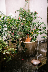 Refreshing rain falling on a vibrant green plant outdoors