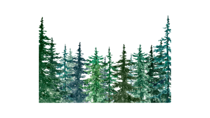 A serene forest landscape featuring tall pine trees against a white background as seen from a frontal viewpoint, 42.png