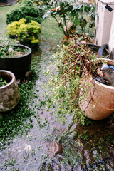 Garden Plants Getting Soaked in Heavy Rain Outdoors