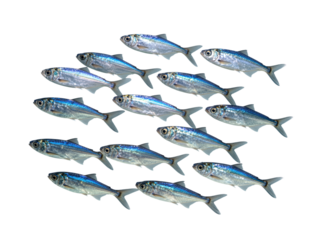 School of small blue and silver fish isolated
