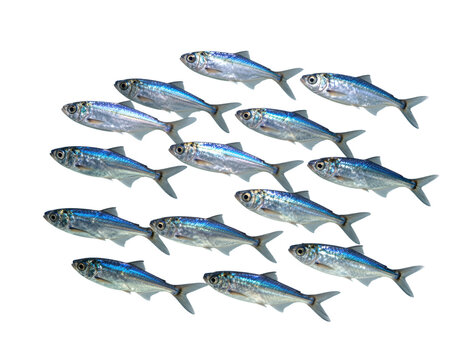 School of small blue and silver fish isolated