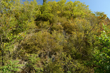 Fototapeta premium Korean boxwood Buxus microphylla of Buxaceae is an evergreen shrub used for garden hedges and timber. This is an authentic optical photography captured on location.