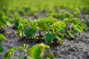 Close view of young soybean plants emerging from dry soil, sustainable farming, early crop growth...