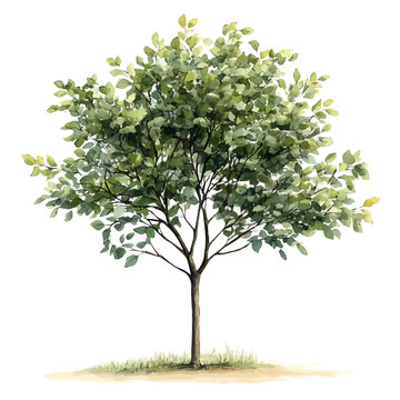 A Swamp Tupelo Tree, watercolor clipart vector, isolated on a white background.