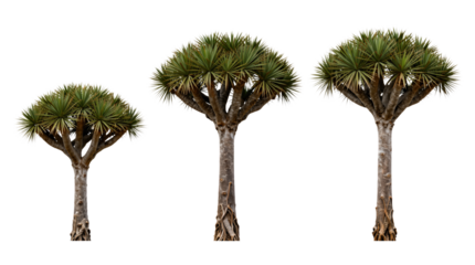 Three green desert trees with thick trunks