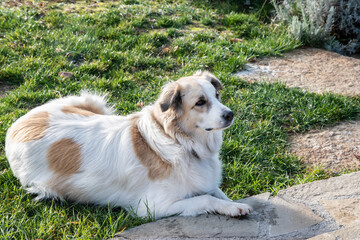 Friendly female mixed breed dog resting on grass in rural yard, peaceful countryside scene on sunny...